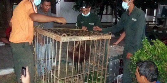 Media internasional turut soroti kasus 3 orang utan tewas di Bontang