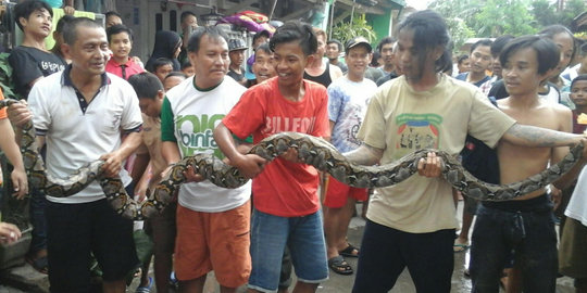 Bikin heboh, ular sanca berkeliaran di rumah warga di Mampang