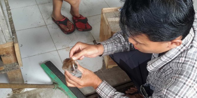 Diburu Buat Kejantanan Kepala Kukang Dijual Rp 450 Ribu Per Ekor