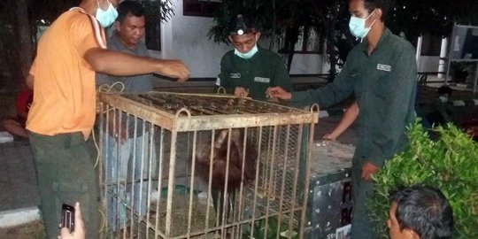 Ini penjelasan peneliti soal 3 orang utan tewas terbakar di Kaltim