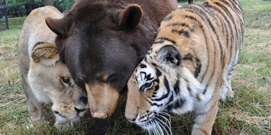 Persaudaraan 3 jenis hewan buas hidup bersama dan saling menyayangi