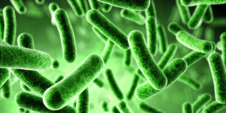 Ingin Tahu Bentuk Bakteri Cek Dengan Mikroskop Yang Hebat Ini Merdeka Com