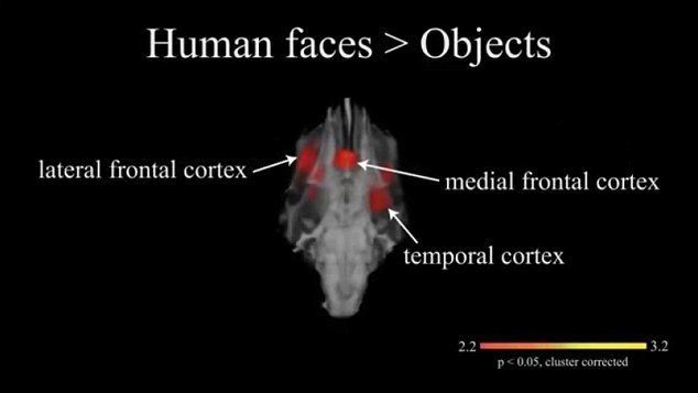 perubahan pada otak anjing ketika melihat manusia