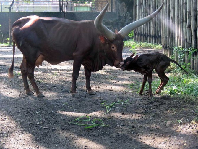 watusi