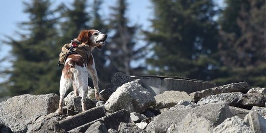 Kisah anjing Gonta yang ikut selamatkan korban Tsunami Jepang