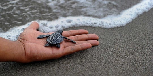 135 Suvenir cangkang penyu sisik di Berau Kaltim disita KKP