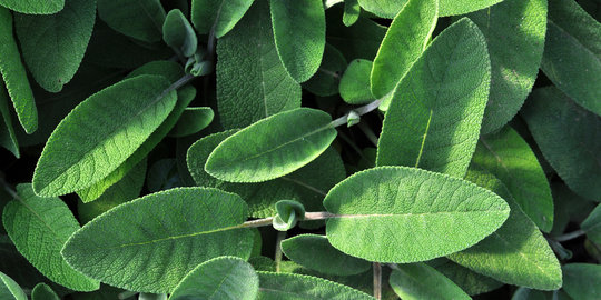 Munculnya Protista pada klasifikasi sistem 5 kingdom 