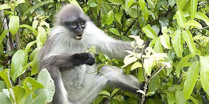 Pusat Rehabilitasi Satwa Langka Akan Dibangun Di Karawang