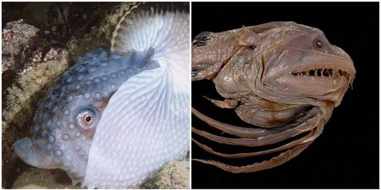 5 Binatang Ekstrem Ini Miliki Cara Kawin Paling Nyeleneh Merdeka Com 5 Binatang Ekstrem Ini Miliki Cara Kawin Paling Nyeleneh Merdeka Com