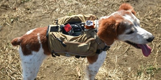 Rompi 'robodog' perkuat anjing untuk selamatkan korban bencana