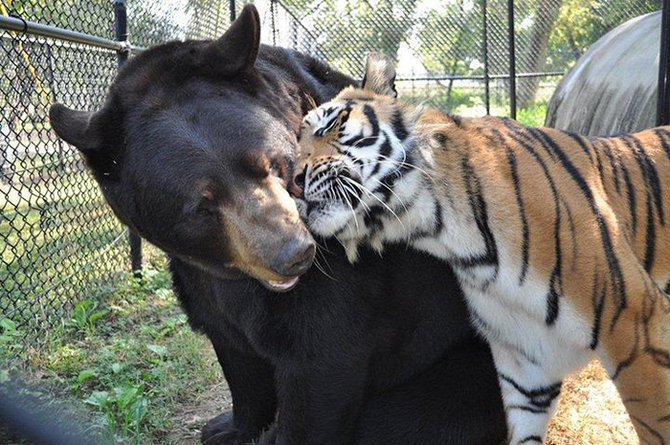 persahabatan baloo leo dan shere khan