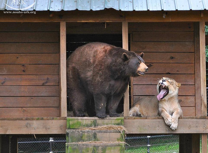 persahabatan baloo leo dan shere khan