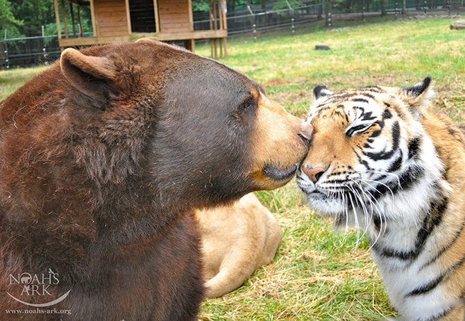 persahabatan baloo leo dan shere khan