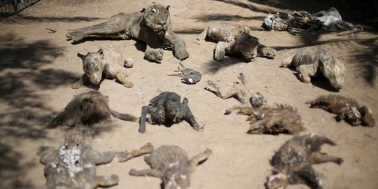 Mirisnya kebun bangkai binatang di Gaza