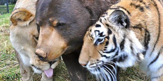 dan shere khan