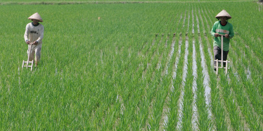 Kementan target swasembada padi, jagung dan kedelai dalam 3 tahun