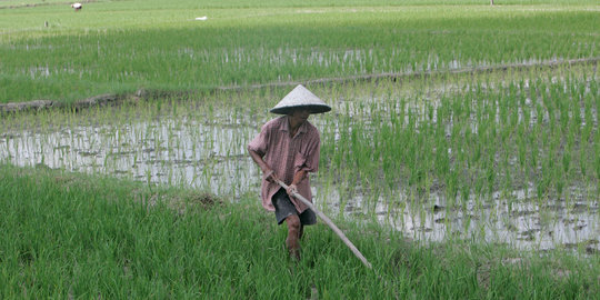 Panen di musim hujan, pemerintah desak Bulog miliki pengering gabah