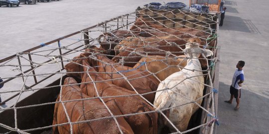 Jokowi akhirnya beri izin impor sapi selain dari Australia