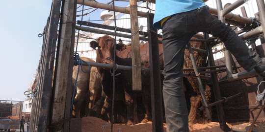 Impor daging sapi India bermasalah, DPR minta KPK awasi Bea Cukai