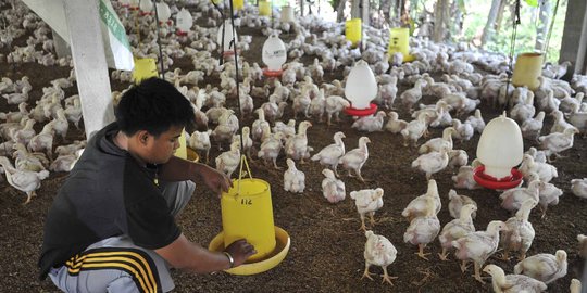 Afkir dini unggas jadi solusi selamatkan peternak