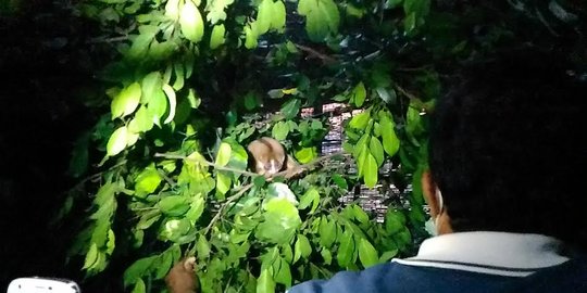Peneliti sebut saat gerhana matahari hewan alami kebingungan