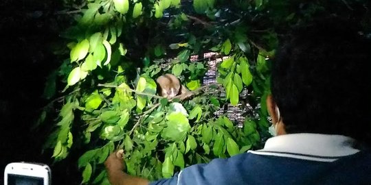 Menengok perubahan perilaku hewan saat gerhana matahari