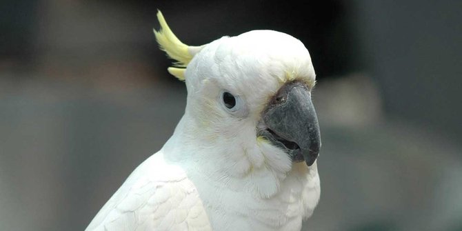 Ini Reaksi Burung Kakatua Saat Gerhana Matahari Merdeka Com