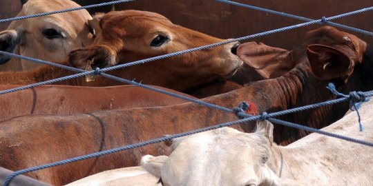 Kementan: Keran impor bisa bongkar praktek kartel daging sapi