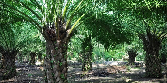 Yordania tertarik bangun pabrik pupuk dan kelapa sawit