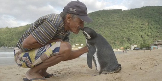 Penguin ini tempuh 8000 km tiap tahun untuk temui sahabatnya