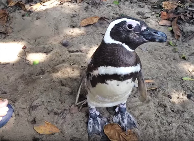 joao pereira de souza dan dindim si pinguin