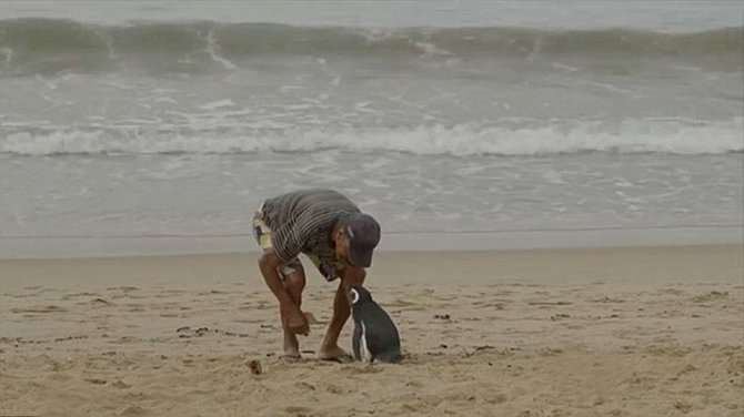 joao pereira de souza dan dindim si pinguin