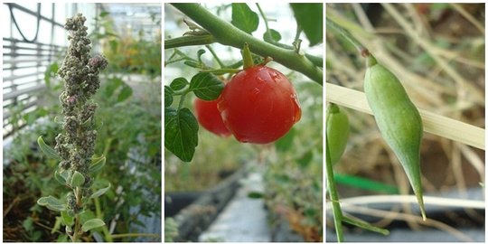 Eksperimen berhasil, tanaman ini mampu tumbuh di tanah Mars!