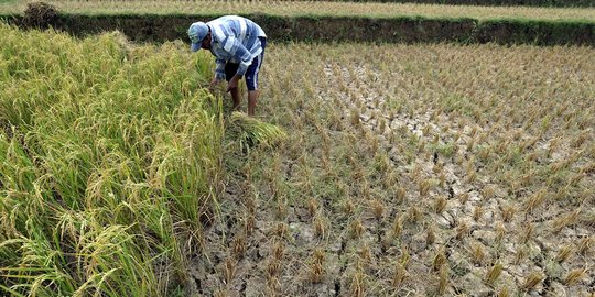 Tak ada regenerasi buruh tani, pemilik lahan di Minahasa kelimpungan