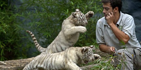 Harimau, sang hewan terbesar dalam 'keluarga kucing'