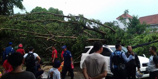 Ditiup angin, pohon besar di Tangsel tumbang dan timpa 3 mobil