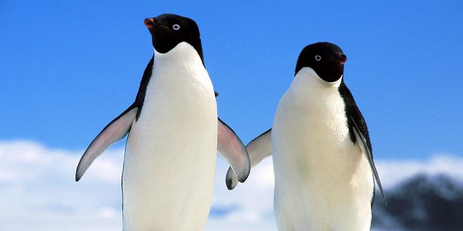 53 Gambar Binatang Romantis Gratis Terbaru