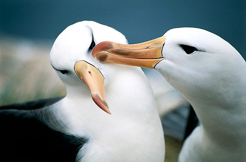 burung albatross