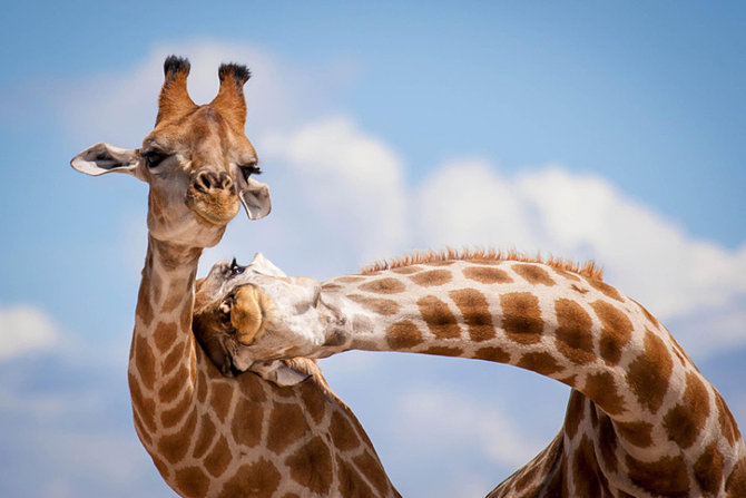 6 Pelajaran cinta yang bisa dipetik dari binatang 
