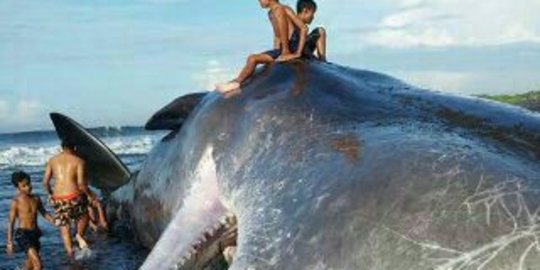 Ini wujud mamalia laut raksasa yang terdampar di pantai Bali