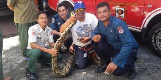 Ular sanca panjang 6 meter jatuh dari atap kantor kelurahan di Bali