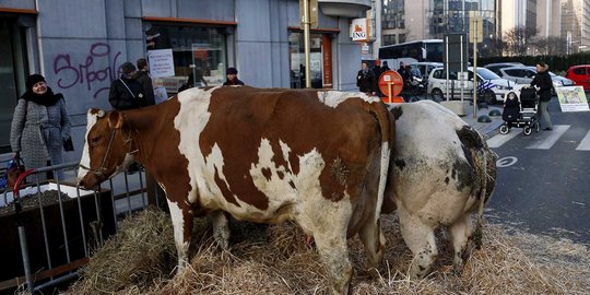 Protes harga rendah, petani bikin kandang ternak di tengah jalan