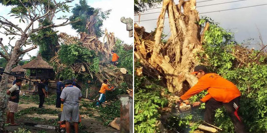 2 Pura di Gianyar rusak tertimpa beringin, warga gelar ritual maaf