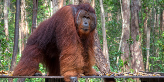 Habitat rusak, puluhan orangutan Kalimantan rusak kebun sawit