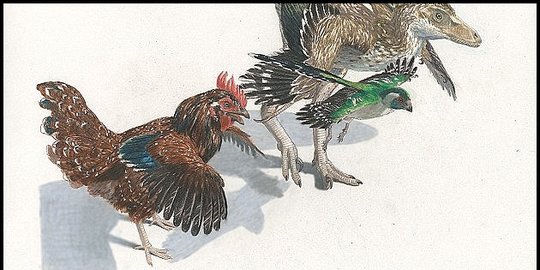 Membalik evolusi, peneliti 'tumbuhkan' kaki dinosaurus di tubuh ayam
