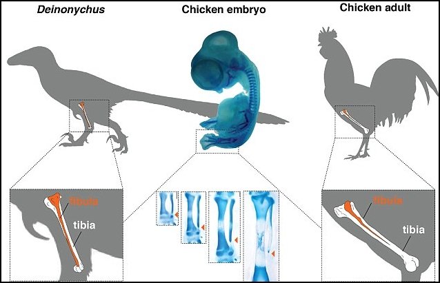 ayam dengan kaki dinosaurus