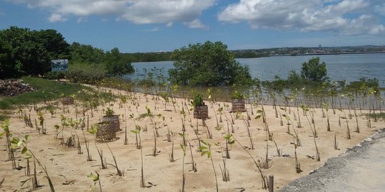 Pariwisata Bali terancam tumpukan sampah di hutan mangrove