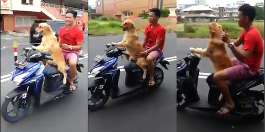 [Video] Anjing naik motor matic di jalan raya jadi viral!