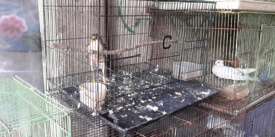 Pasar burung di Denpasar ini ketahuan jual satwa yang dilindungi