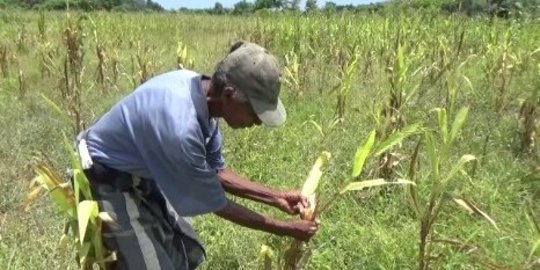 Gagal panen, warga perbatasan RI-Timor Leste terancam kelaparan